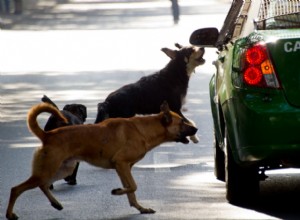 Why Do Dogs Love Chasing Cars? — and How to Stop It
