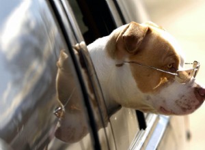 Why Do Dogs Love Car Rides?