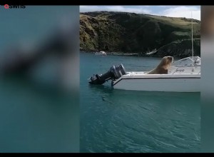 Watch Wally the Walrus Steal a Boat in Ireland