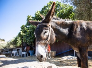 Angry Ford Owner Tows Broken Down Endeavor With Donkey