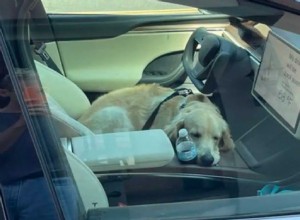This Tesla Model X is Testing Dog Mode: What’s That?