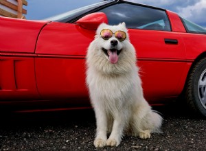 Top 5 Features Dog Lovers Look for When Car Shopping