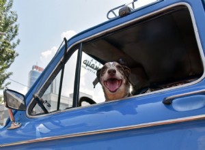 Top 10 Best Cars for Dog Lovers Recommended by Autotrader