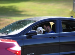 How to Get Your Dog to Stay in the Back Seat