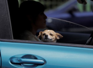 Is It Safe for Your Dog to Sit in the Passenger Seat?