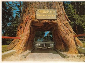 Where to Drive Through Redwood Trees and How Much It Will Cost
