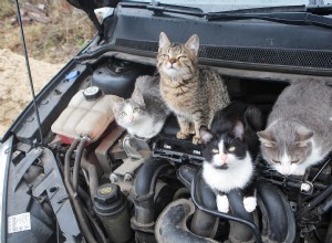 How to Stop a Cat From Freaking out During a Car Ride