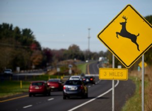 You Have the Highest Chance of Hitting a Deer in These States