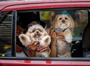 Is It Illegal to Drive With a Pet on Your Lap?