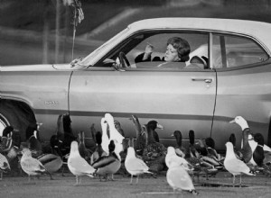 How Much Duckpower Does Your Car Have?