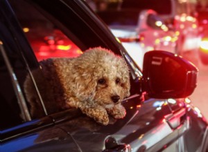 It’s Dangerous for Dogs to Stick Their Head out Car Window