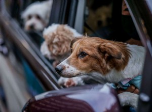 Your Car Insurance May Provide Pet Injury Coverage for Dogs and Cats