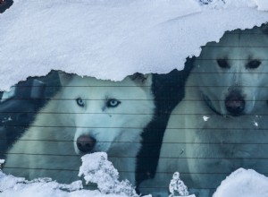 It’s Dangerous for Dogs and Cats to Ride in a Car in Cold Winter Weather