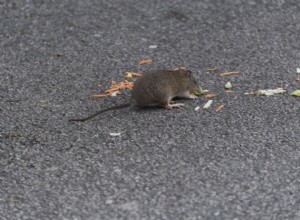 How to Protect Your Car From Rodents, According to Consumer Reports