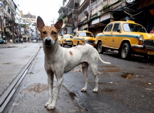 Is It More Dangerous to Hit or Swerve to Avoid Hitting an Animal in the Middle of the Road?