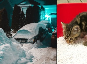 Cat Litter Will Help Your Car Beat the Winter Blues
