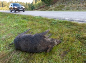 Is It Legal in Your State to Take Roadkill Home to Eat?