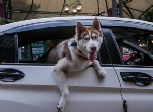 Car Accessories Pet Lovers Should Never Do Without