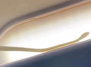 There Really Was a Snake Loose On This Airline Flight
