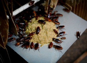 How to Rid Your Car of Roaches