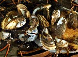 How to Remove Zebra Mussels From Your Boat