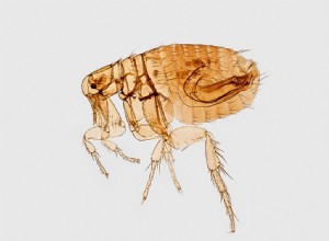 How to Rid Your Car of Fleas