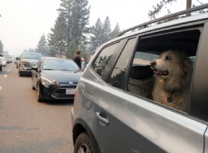 Do Dogs Get Carsick? What to Do if Fido Tosses His Cookies