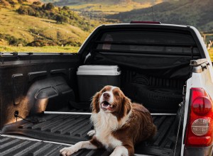 Dog Lovers Keep Your Car Clean With the Best Dog Car Seat Covers