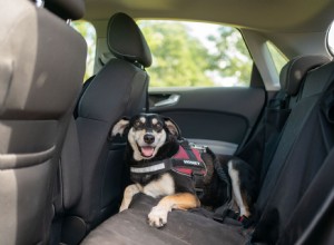 Family Handyman’s 8 Best Dog Car Seat Covers for Keeping Your Car Clean