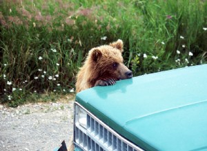 What You Should Never Do if You Find a Wild Animal in Your Car