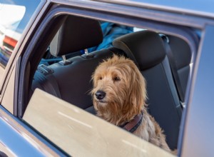 What You Should Do if You See a Pet in a Parked Car