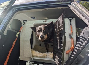 6 Reasons to Crate Your Dog in the Car