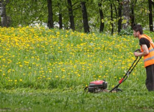 6 Reasons to Not Cut the Grass and Let Your Lawn Grow Wild