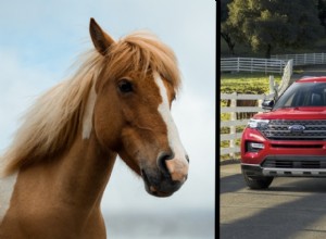 High Gas Prices: Is It Cheaper to Ride a Horse Than Drive a Car?