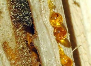 A Guide for Cleaning Tree Sap Off Your Ride