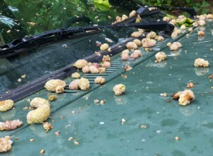 The Great Fruit Fight: How to Remove Berry Stains From Car Paint