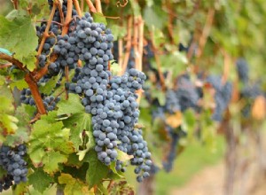 The Best Wine Tours for Your Next Trip