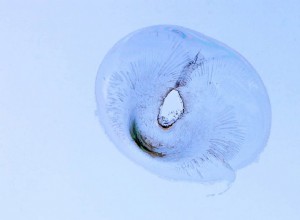 All about Car Windshield Cracks