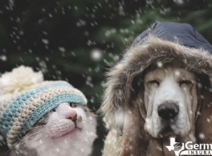 Winter Pet Safety: Expert Tips to Keep Dogs & Cats Warm in Cold Weather