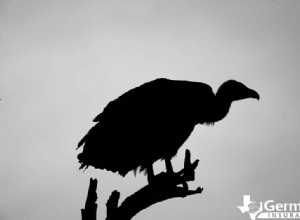 Texas s 6 Uncanny Yet Harmless Creatures You Should Know About
