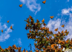Experience the Stunning Monarch Butterfly Migration in Texas
