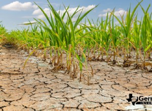 How Drought Shapes Agriculture: Proven Strategies for Farmers to Adapt and Thrive
