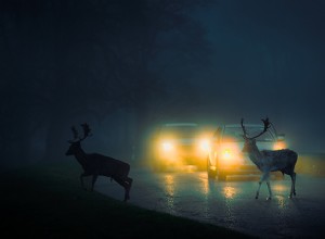 Avoiding Deer Collisions: Expert Tips for Safer Driving