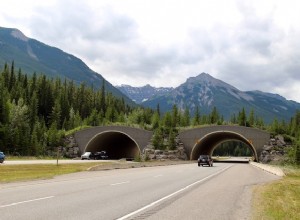 The Critical Role of Wildlife Crossings in U.S. Road Safety